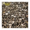 Kult - Tenerife 2024 - [Płyta V] LIM. ED. Black Vinyl (PREORDER DO DNIA : 21.04.2026)